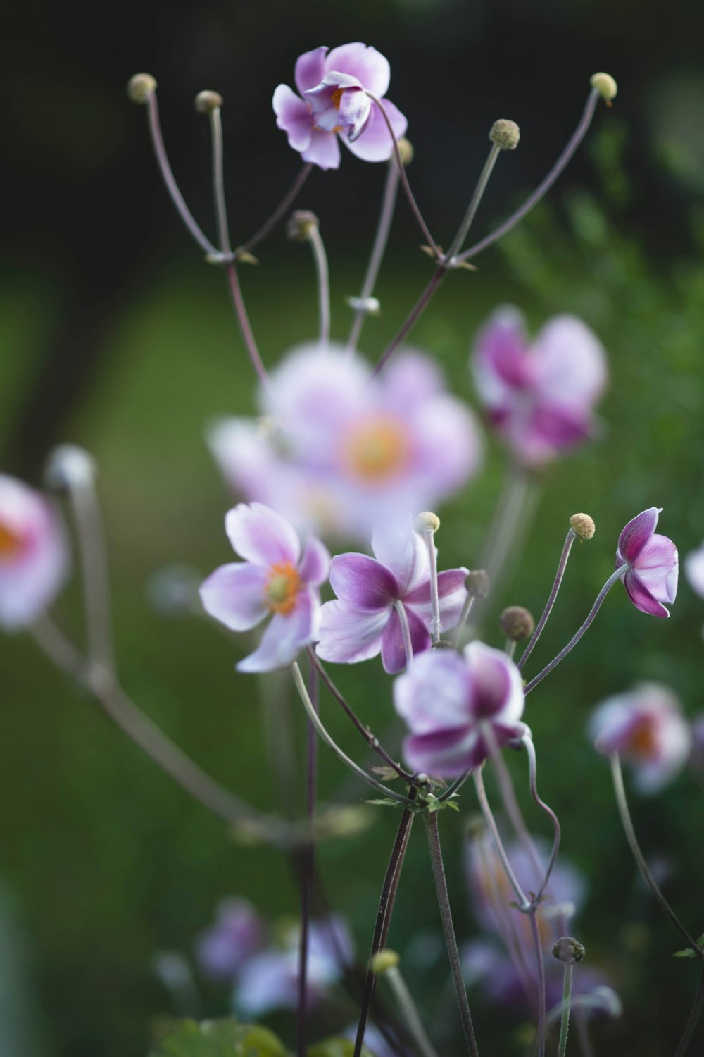 a close up of a bunch of purple flowers