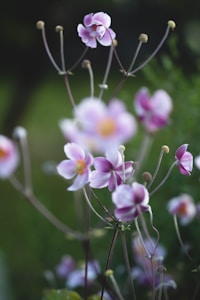 Wildflower Dance