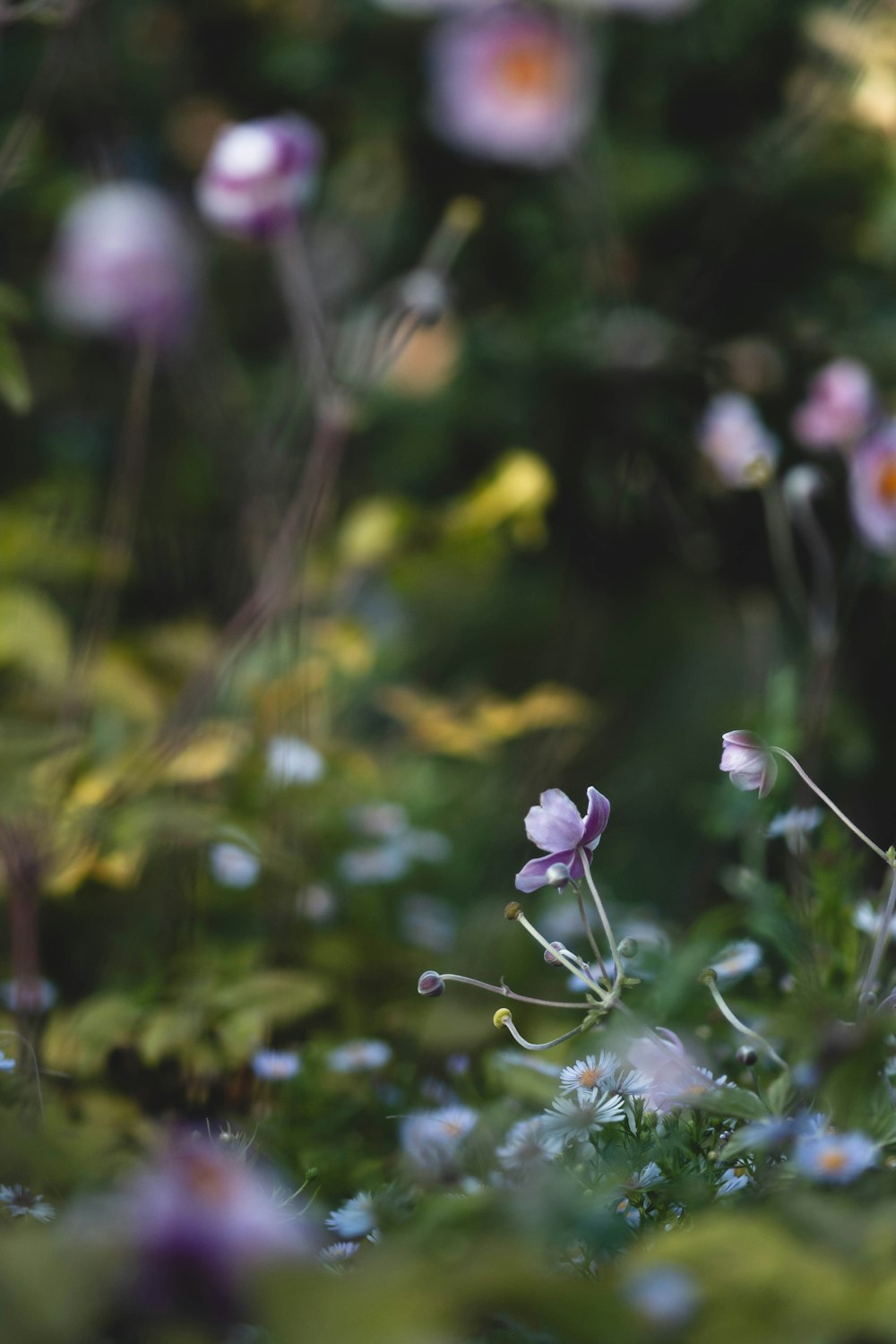 a bunch of flowers that are in the grass