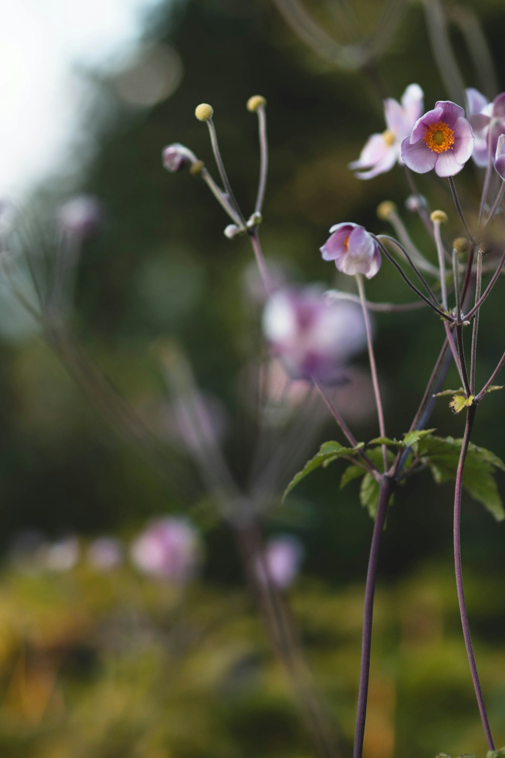 a bunch of flowers that are in the grass