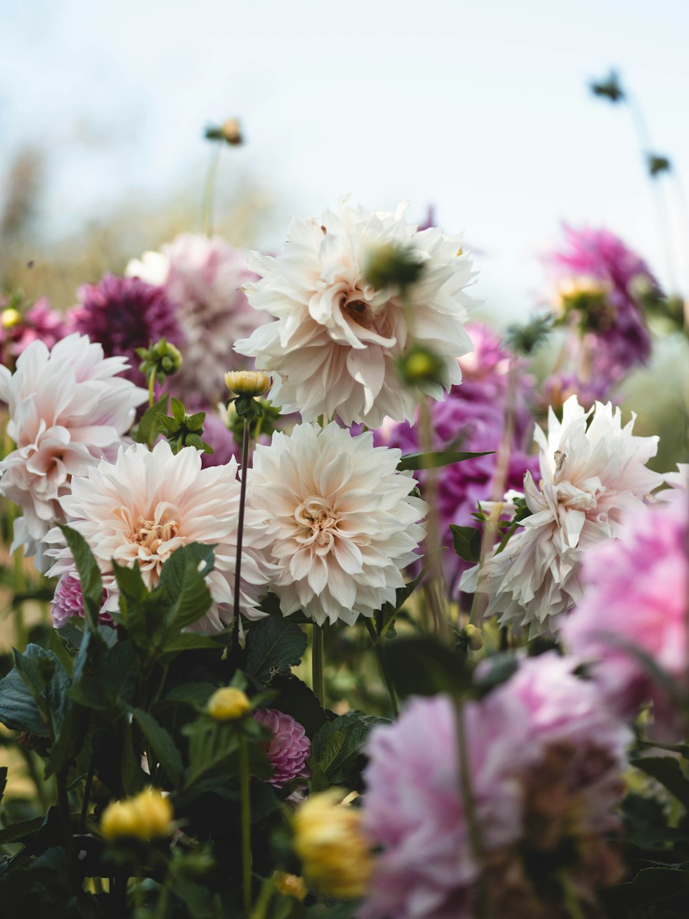 a bunch of flowers that are in the grass