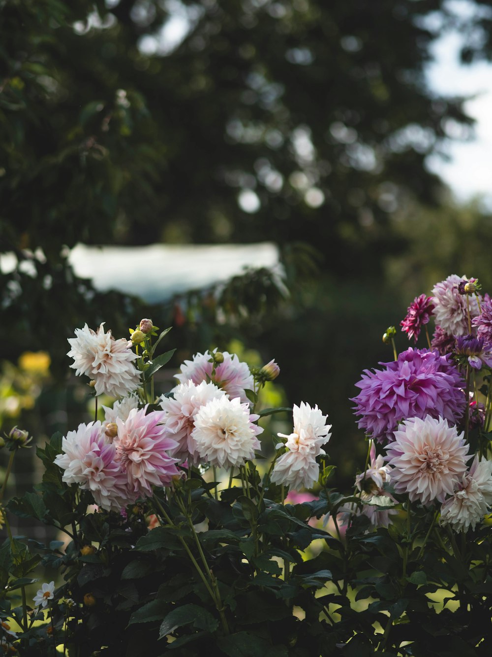 a bunch of purple and white flowers in a garden