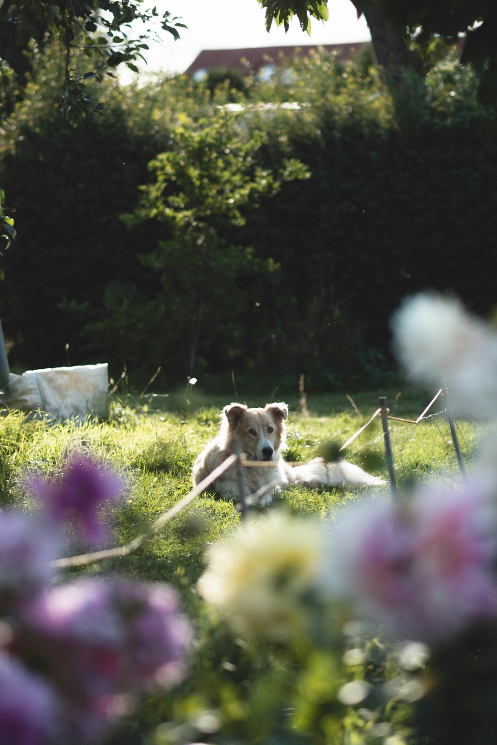 a dog laying in a field of flowers