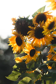 A bright and cheerful display of sunflowers basking in natural sunlight, their golden petals glowing warmly.