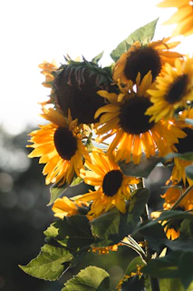 Bright sunflowers in a cheerful bouquet, glowing under natural sunlight.