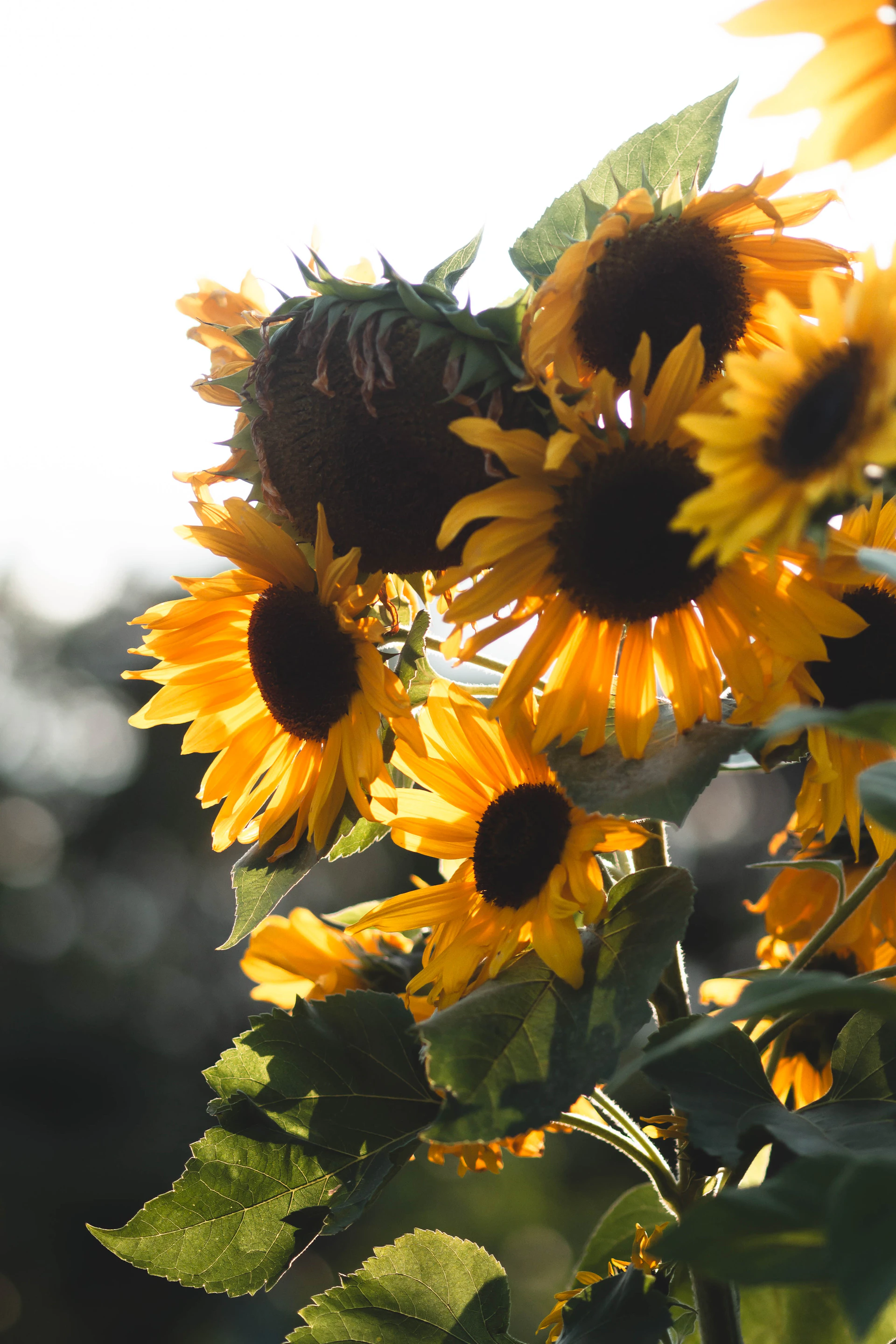 A bright and cheerful flower wall with sunflowers and daisies, creating a joyful photo spot at a summer party.