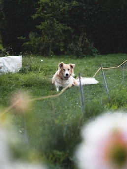 A happy dog resting comfortably in a cozy, fenced outdoor shelter surrounded by greenery.