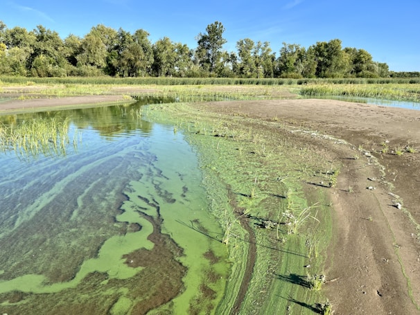 A tranquil scene featuring a shallow river or lake with clear, green-tinted water. The left side of the image shows water with algae near the shore. The right side is a sandy and muddy surface with sparse grass and small rocks. In the background, there is a lush green forest under a clear blue sky.