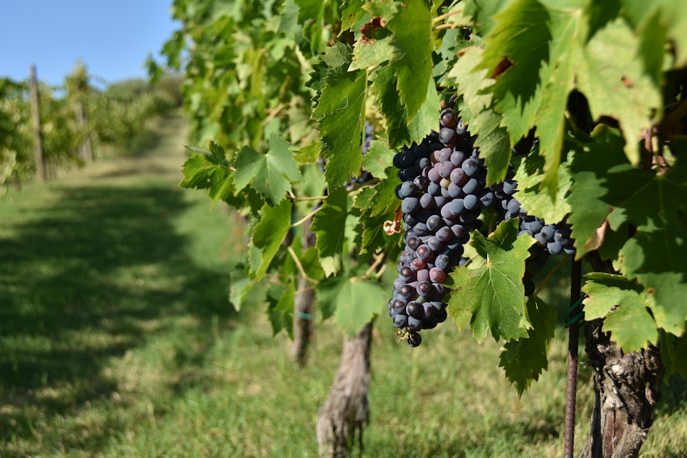 a bunch of grapes hanging from a vine in a vineyard