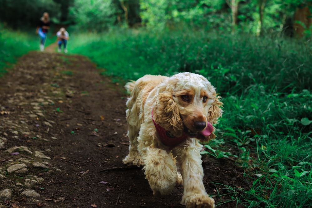 a dog that is walking down a dirt road