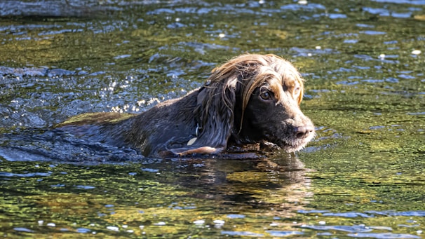 A dedicated water rescue dog navigating through waves during a training session.