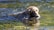 A long-haired dog wading through a body of water, with ripples surrounding its body. The dog appears to be focused and alert, enjoying the natural environment.