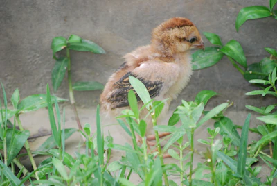 A close-up of a vibrant Iraq Hatch hatchling nestled among fresh green leaves at H Kent Game Farm.