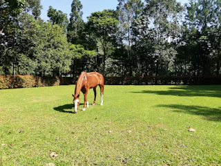 A gentle horse grazing calmly in a sunlit pasture at Tumbleweed Animal Sanctuary.