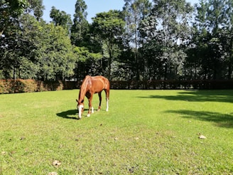 Close-up of a healthy horse grazing in a sunny pasture.