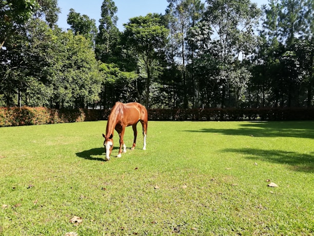 Close-up of a healthy horse grazing in a sunny pasture.