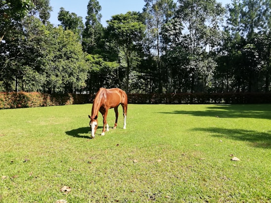 Cozy horse stable surrounded by lush greenery on a sunny day.
