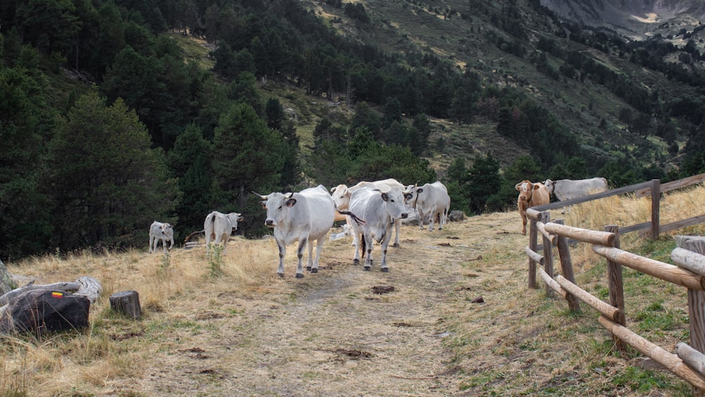 a herd of cattle walking down a dirt road