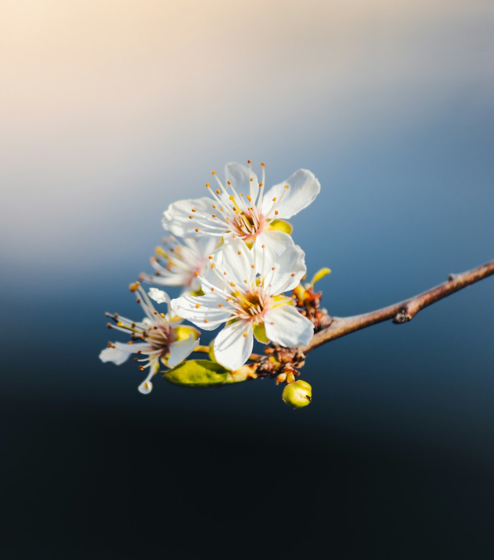 a branch of a tree with white flowers