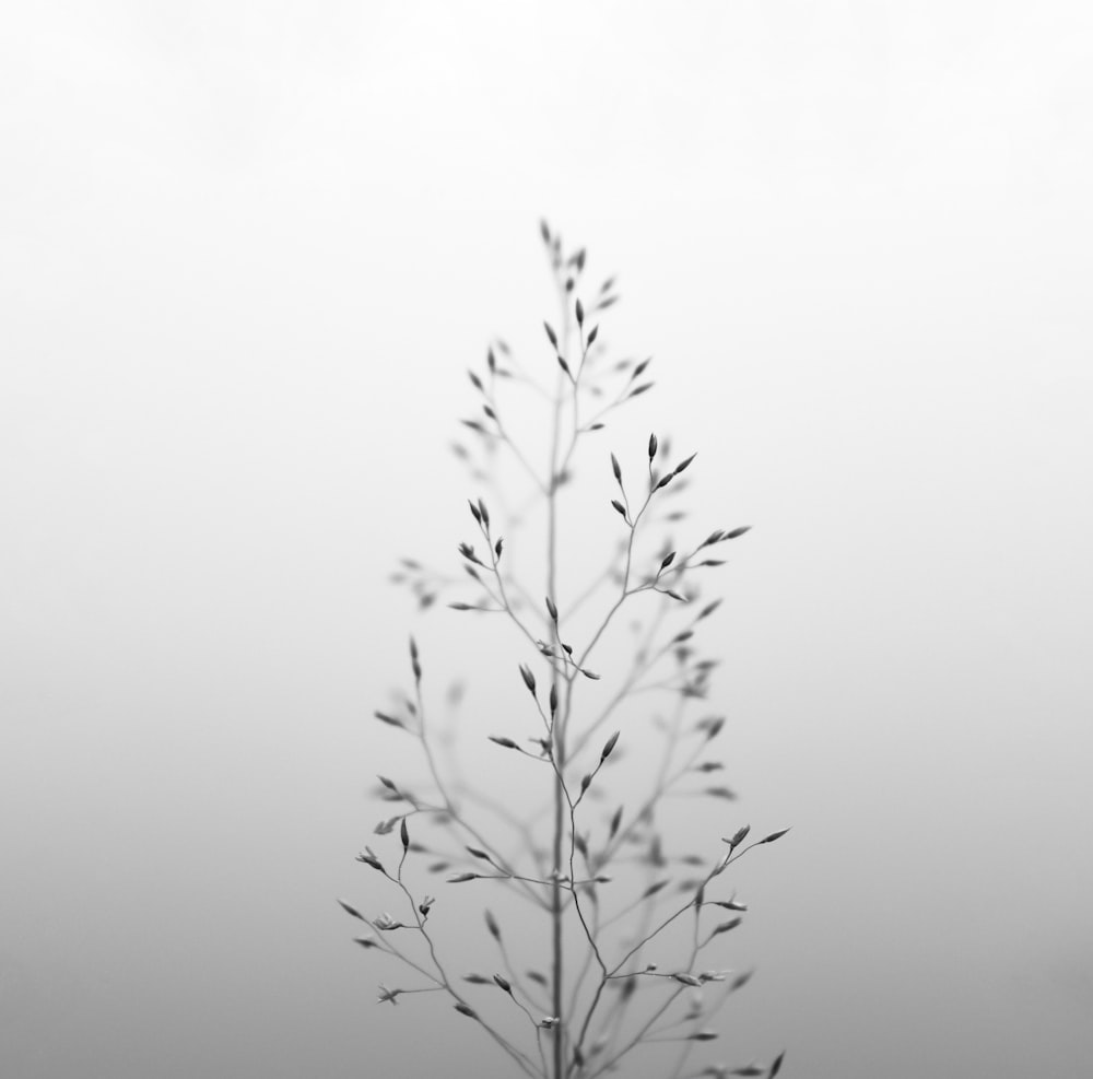 Ein Schwarz-Weiß-Foto einer Pflanze