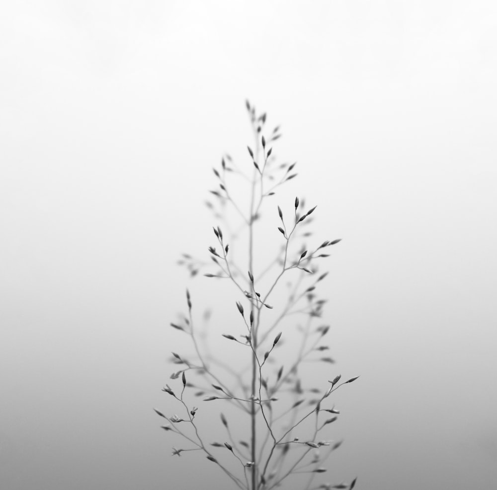 Una foto en blanco y negro de una planta