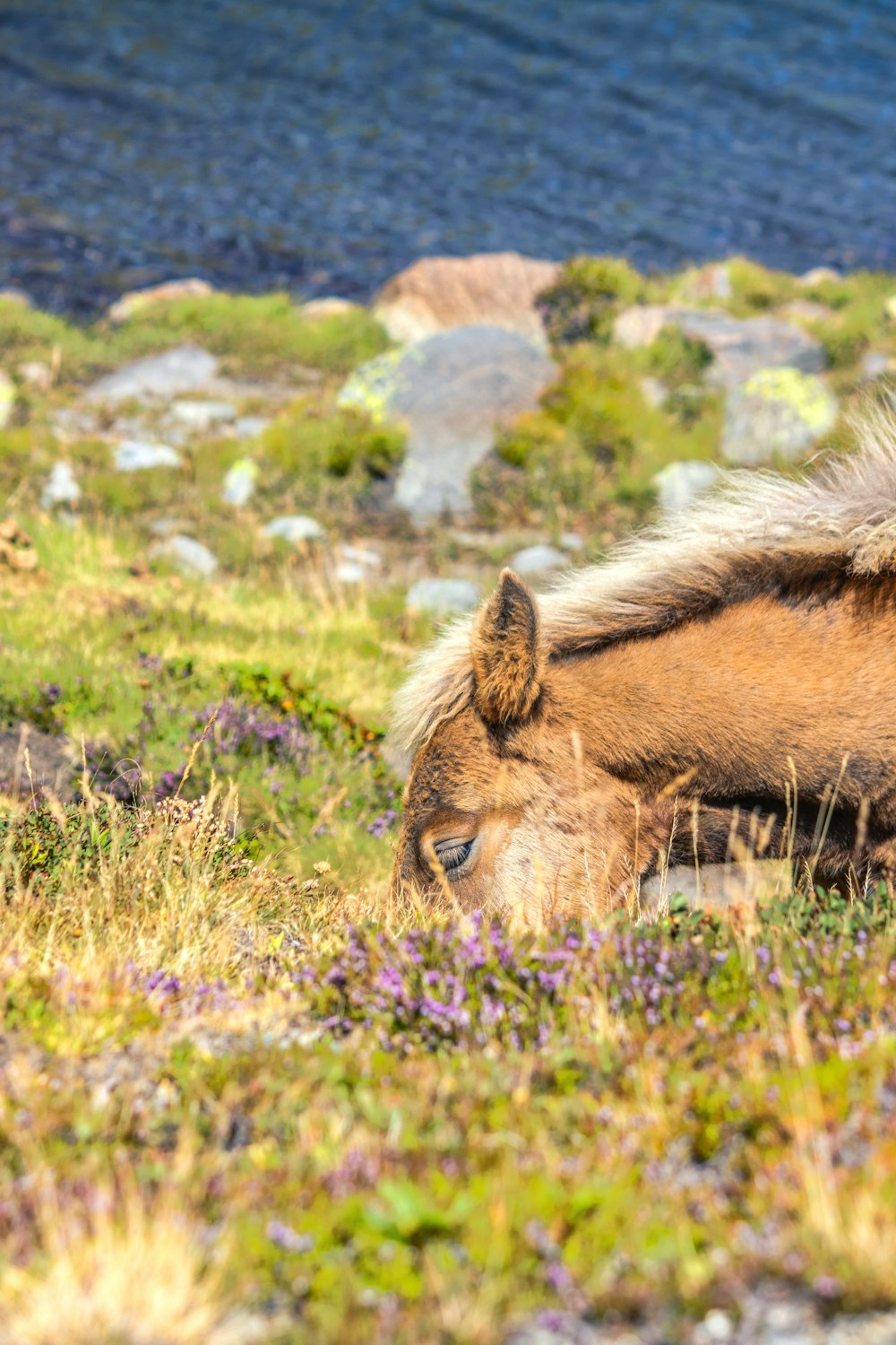 a brown horse laying on top of a lush green field