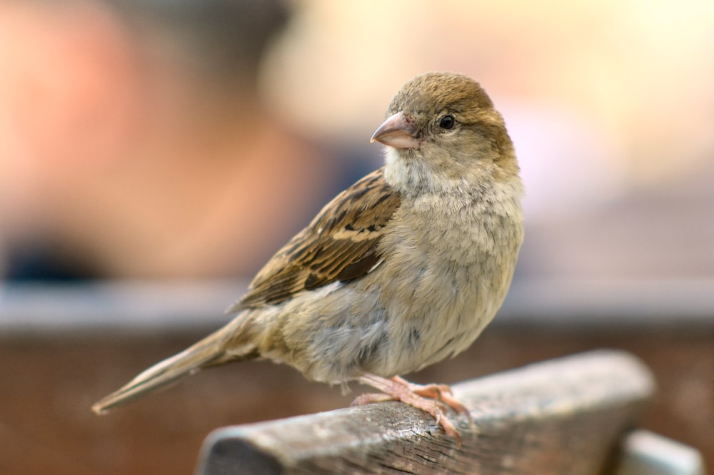 a small bird sitting on top of a wooden bench