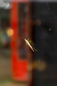 A green katydid is perched on a reflective glass surface, showing its delicate legs and long antennae. Behind the insect, there is a blurred background with circular light bokeh, suggesting a depth of field effect.