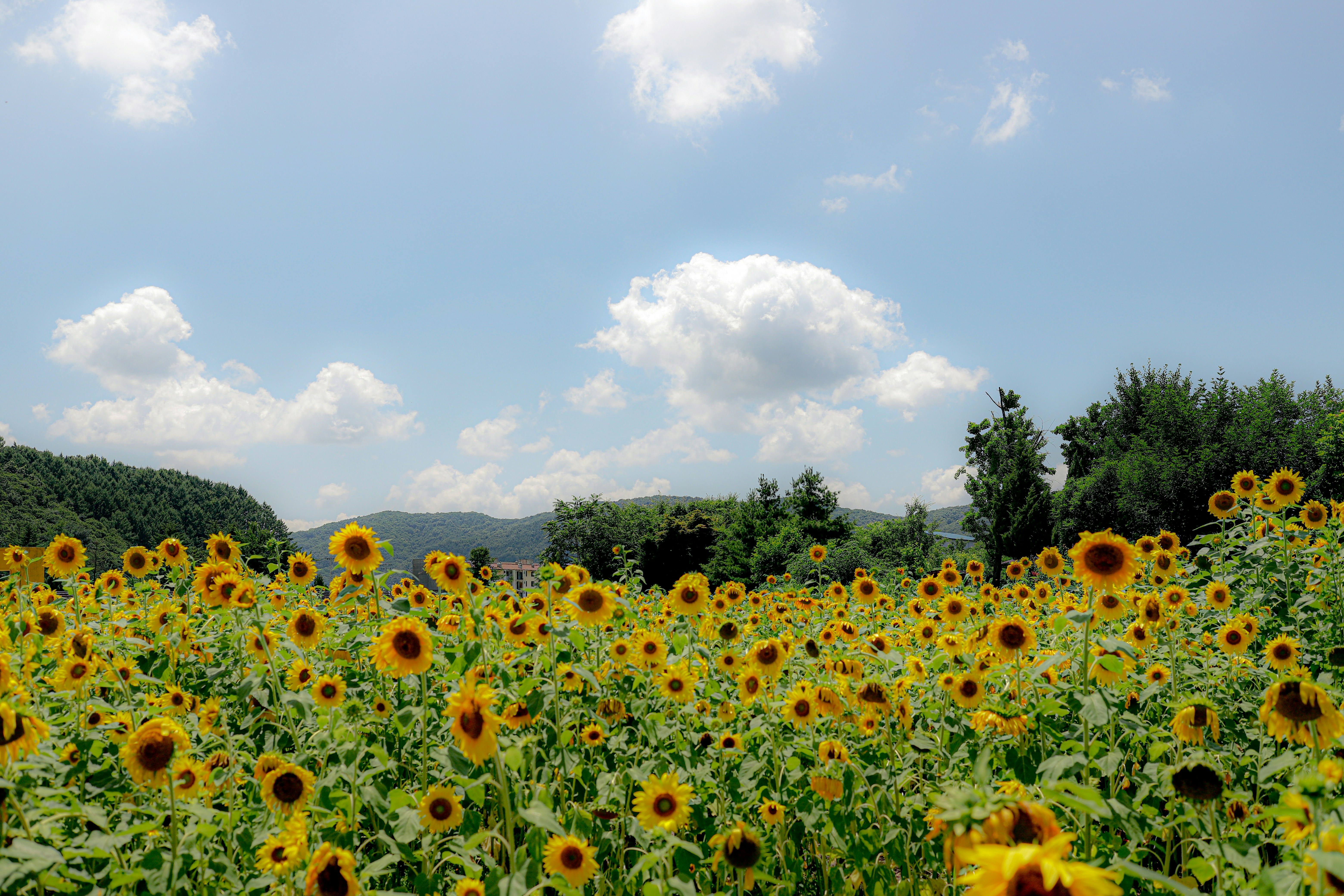 Photo by andysong1023