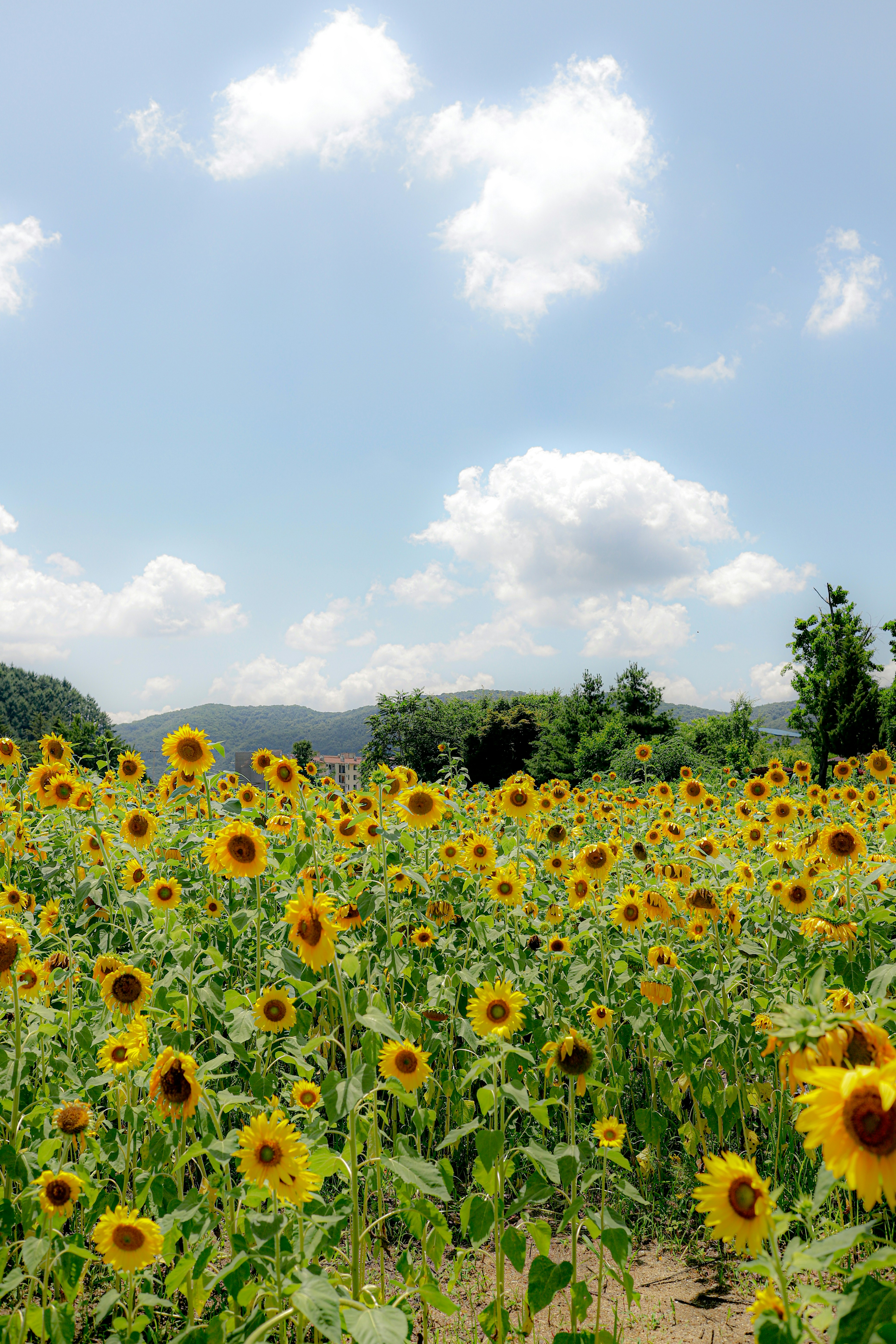 Photo by andysong1023