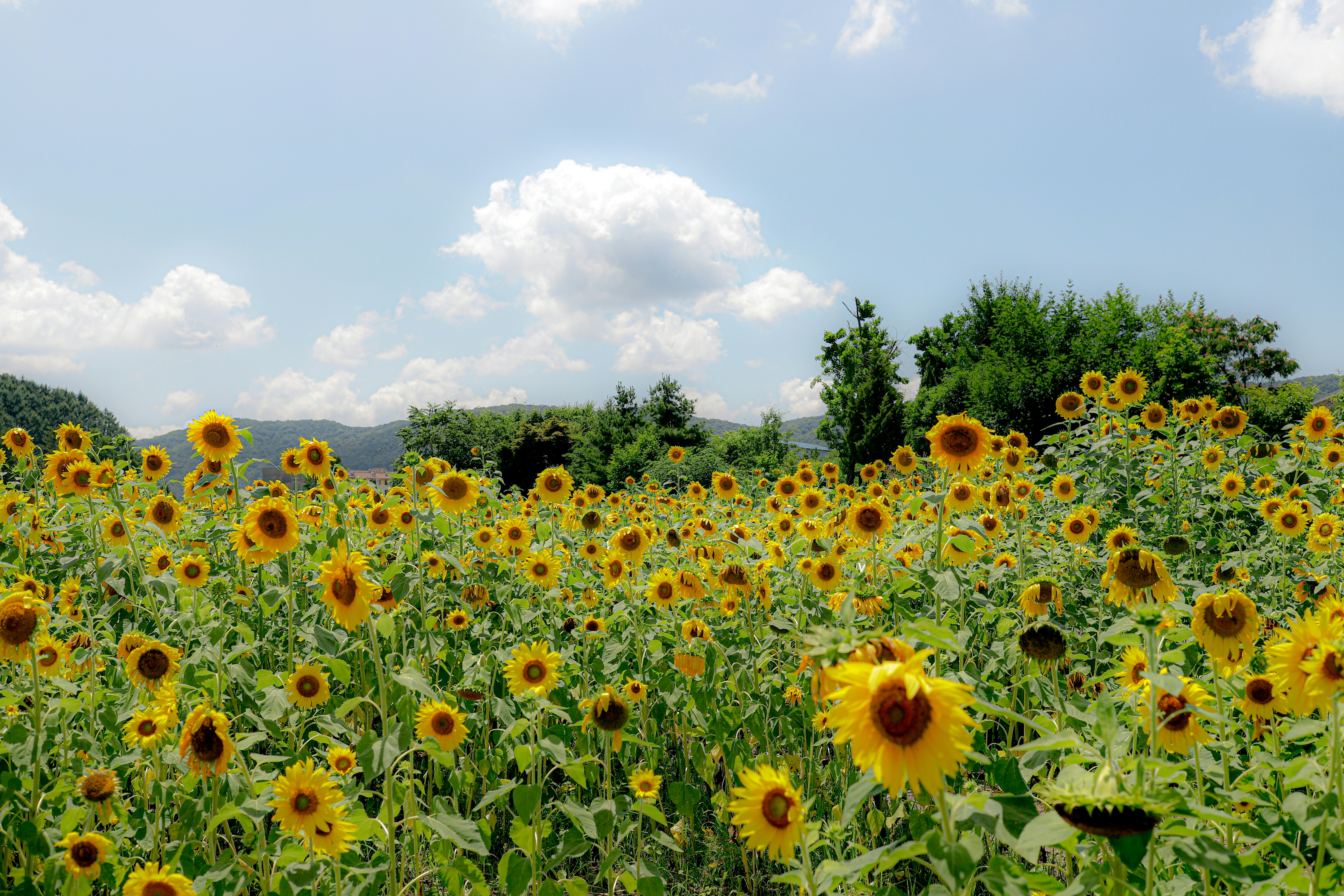 Photo by andysong1023