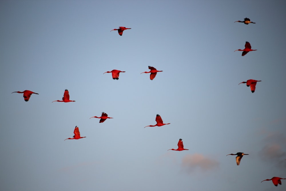 a flock of birds flying through a blue sky