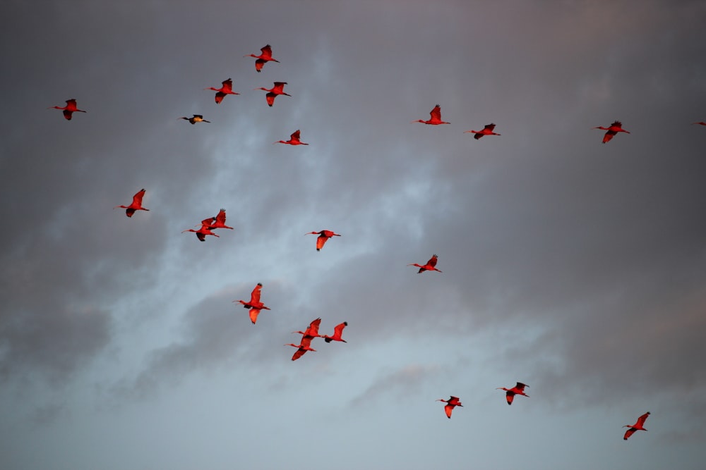 a flock of birds flying through a cloudy sky