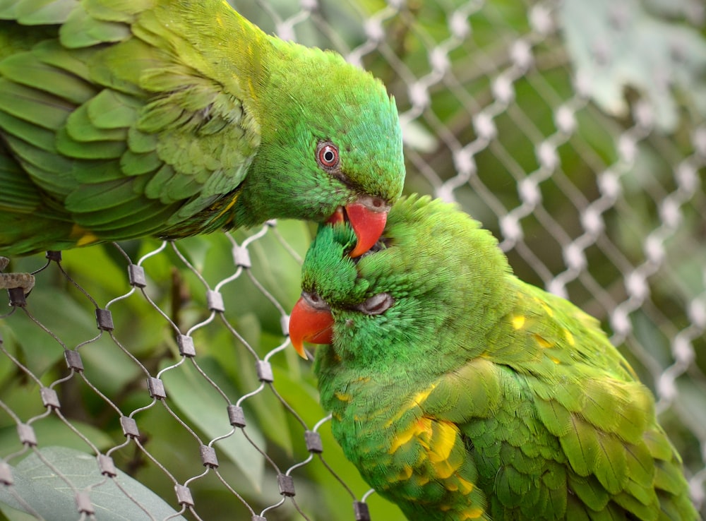 a couple of green birds sitting on top of a metal fence