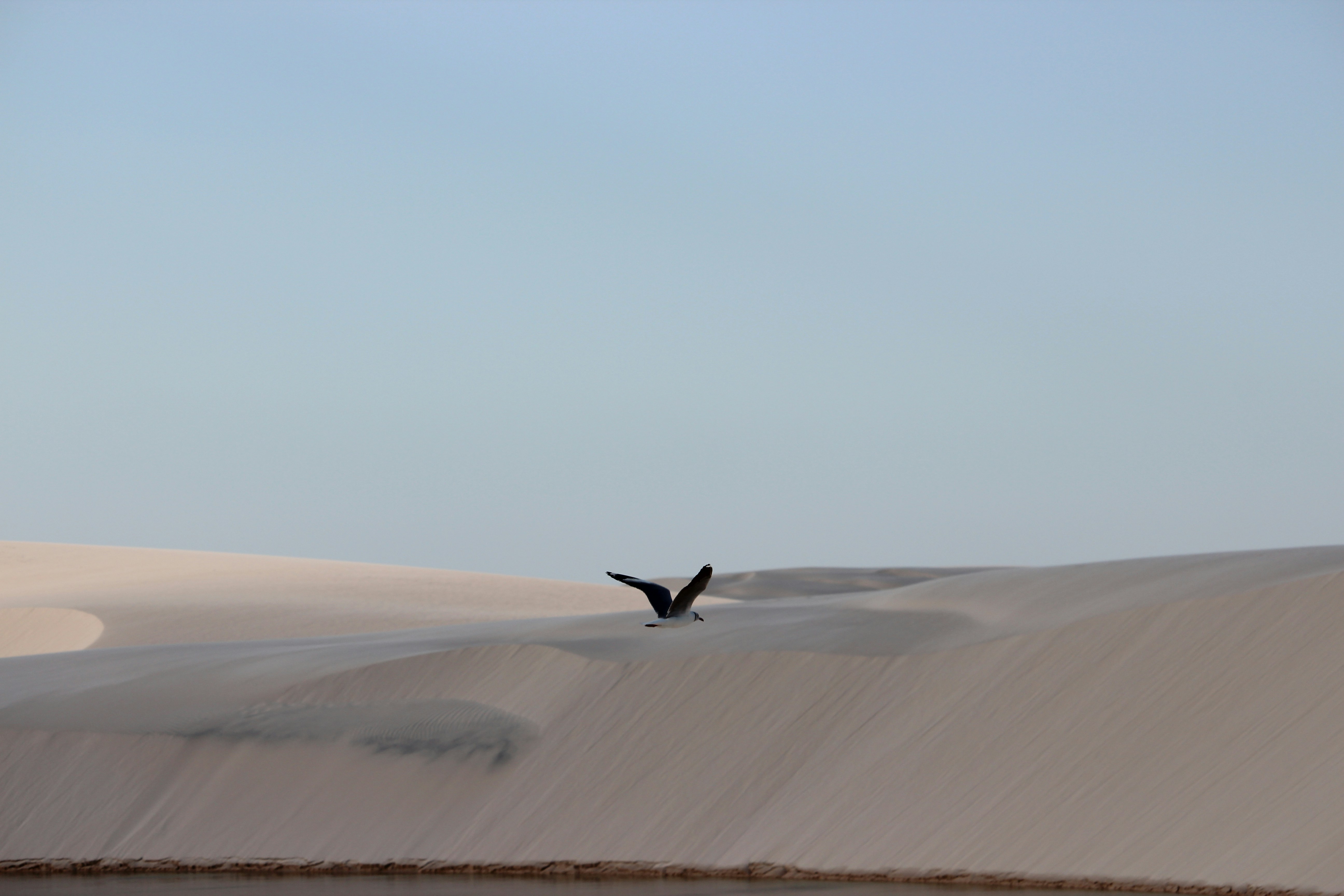 a large bird flying over a large body of water