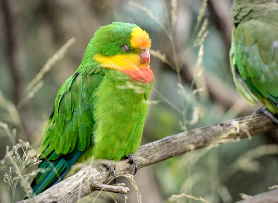 A soft, warm portrait of Pistachio the small green parrot perched peacefully on a branch with gentle sunlight filtering through leaves.