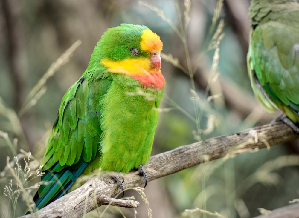 a couple of green birds sitting on top of a tree branch