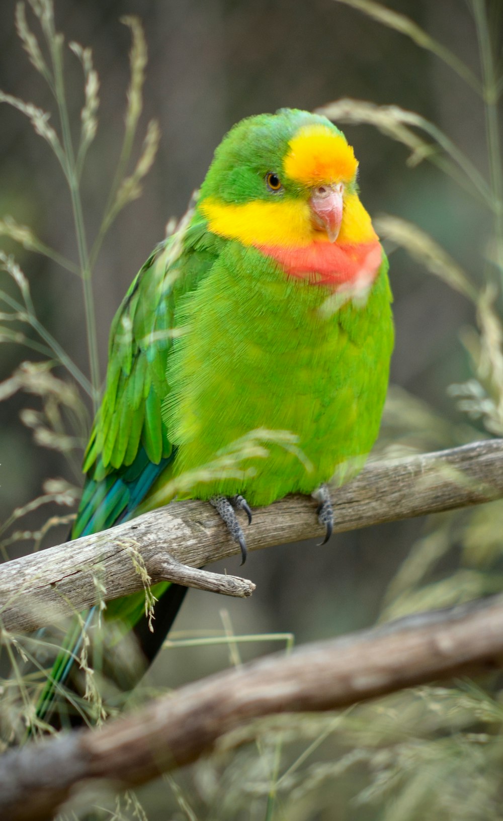 a green and yellow bird sitting on a branch