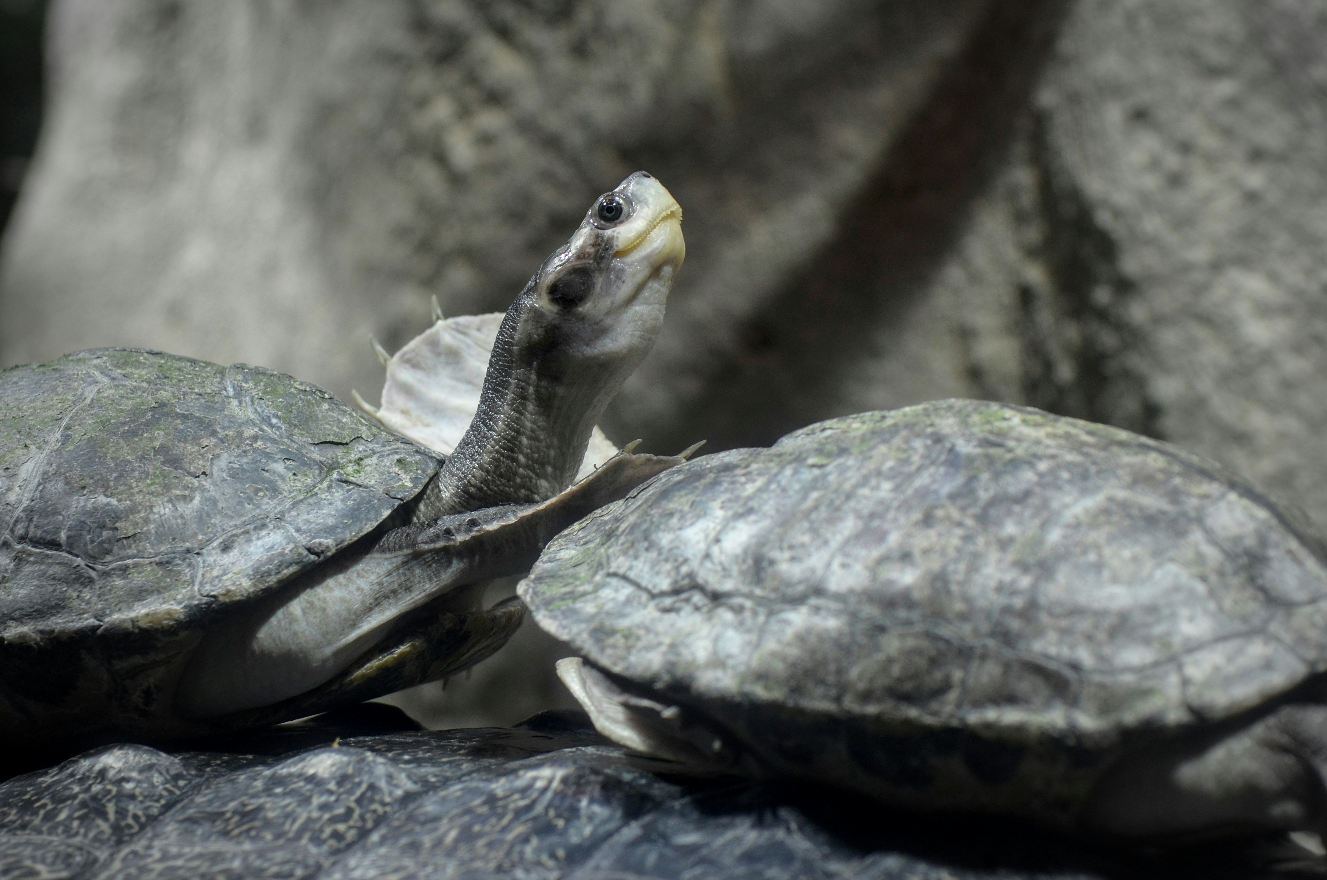 25 Animales Asombrosamente Extraños Que Parece Mentira Que Existan