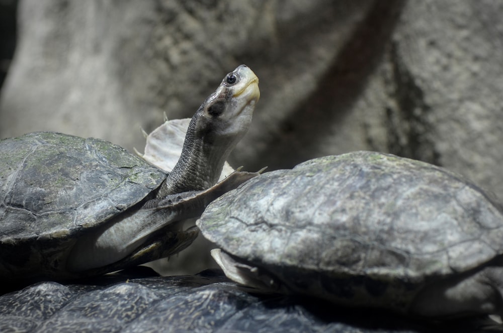a close up of a turtle on a rock