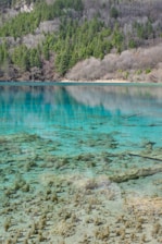 A clear, turquoise lake reflects a dense forest of evergreens situated at the base of a mountain. The water is so transparent that the lakebed and submerged branches are visible. Surrounding the lake, the trees range from vibrant green to brown, indicating a transition from evergreen to deciduous vegetation.