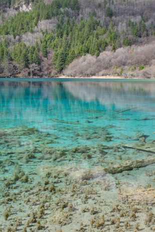 A clear, turquoise lake reflects a dense forest of evergreens situated at the base of a mountain. The water is so transparent that the lakebed and submerged branches are visible. Surrounding the lake, the trees range from vibrant green to brown, indicating a transition from evergreen to deciduous vegetation.