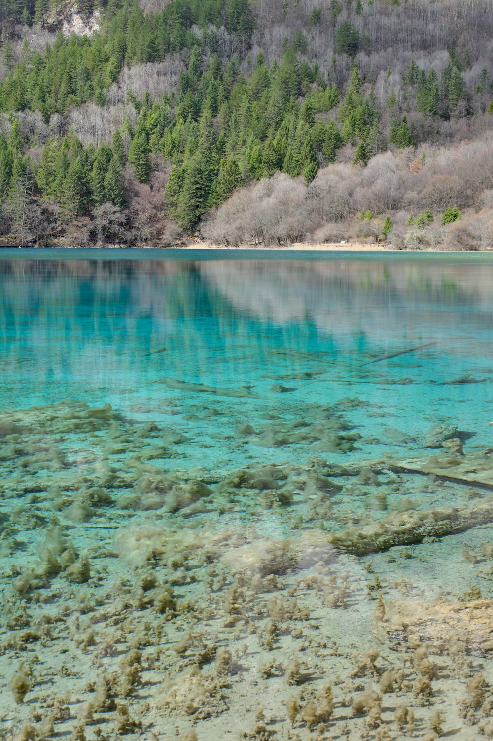 a body of water surrounded by a forest