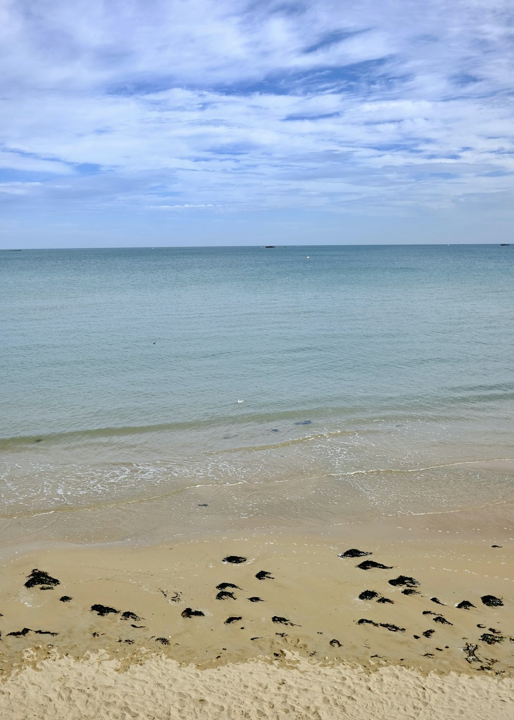 a group of sea lions on a beach near the ocean