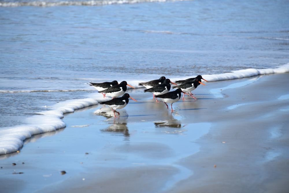 a group of birds standing on top of a sandy beach