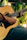 A focused man playing guitar outdoors with sunlight filtering through trees.