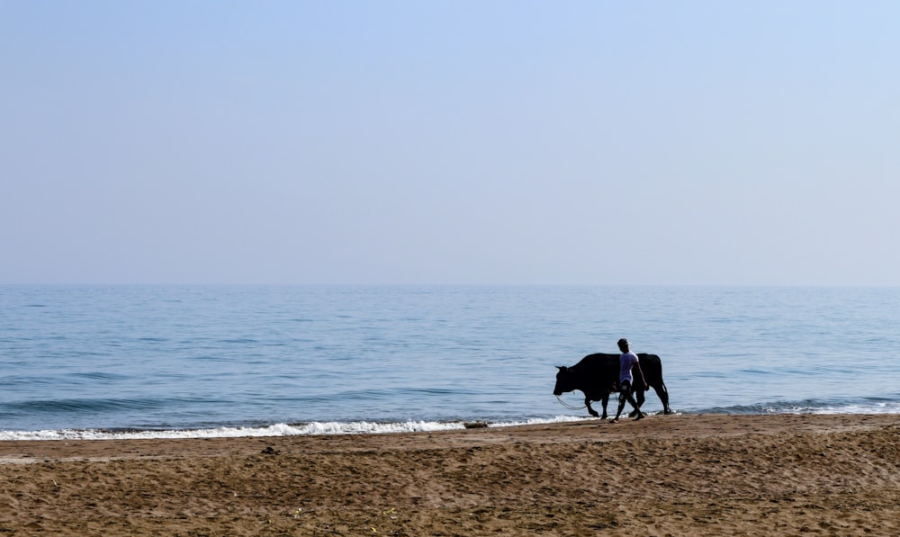 a cow walking along a beach next to the ocean