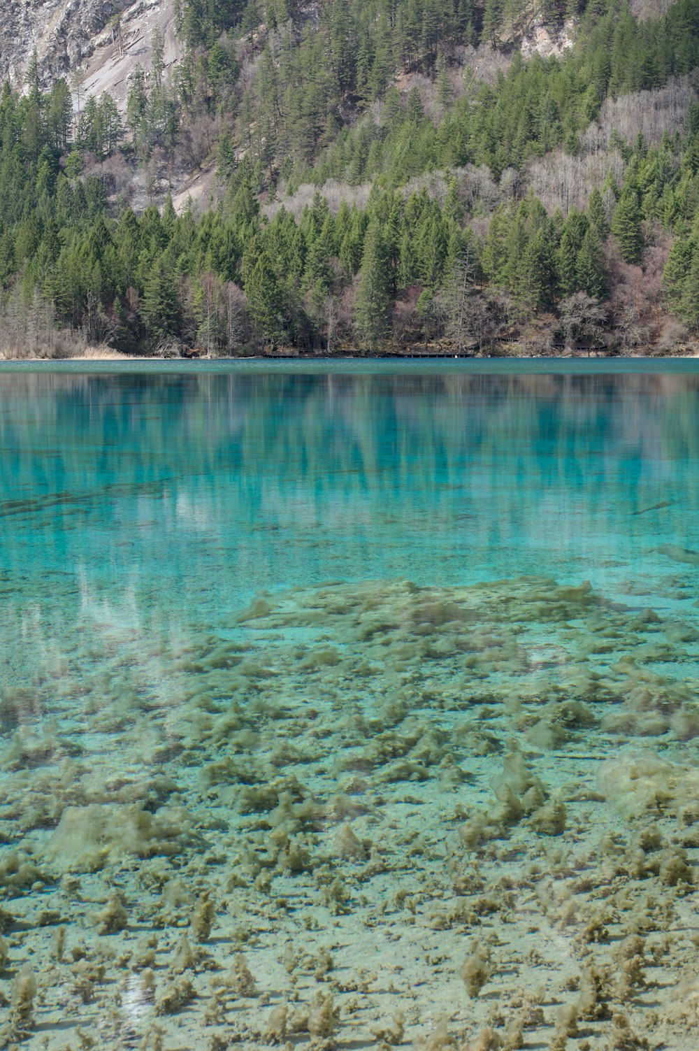 a large body of water surrounded by trees