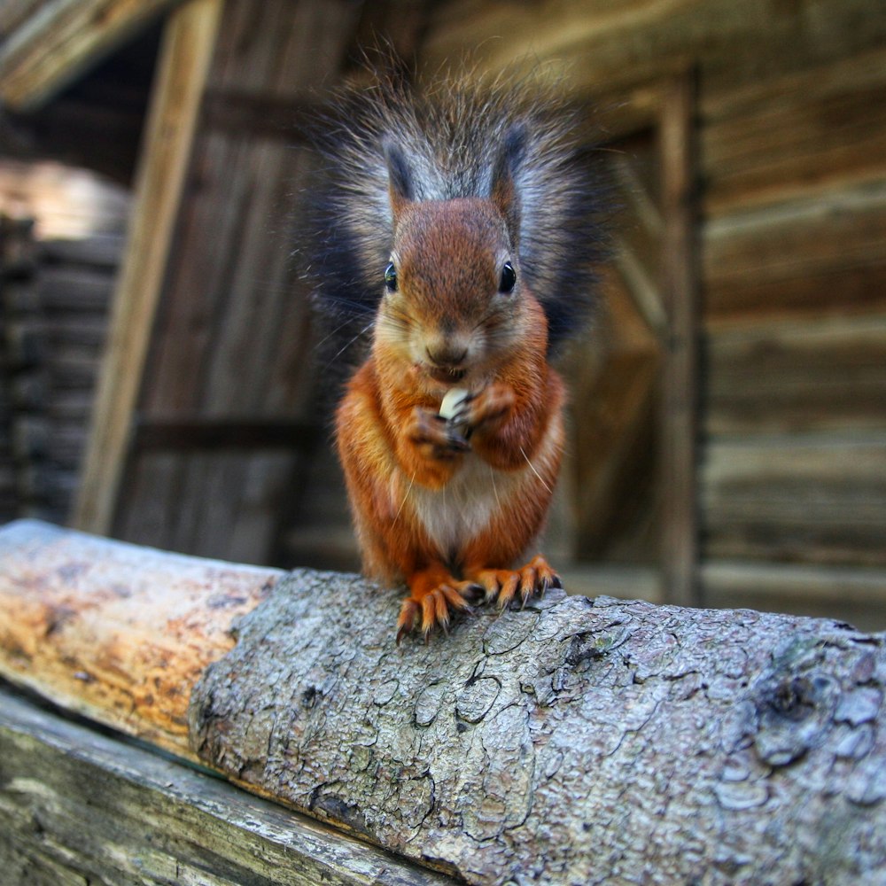 Ein rotes Eichhörnchen sitzt auf einem Baumstamm vor einem Gebäude