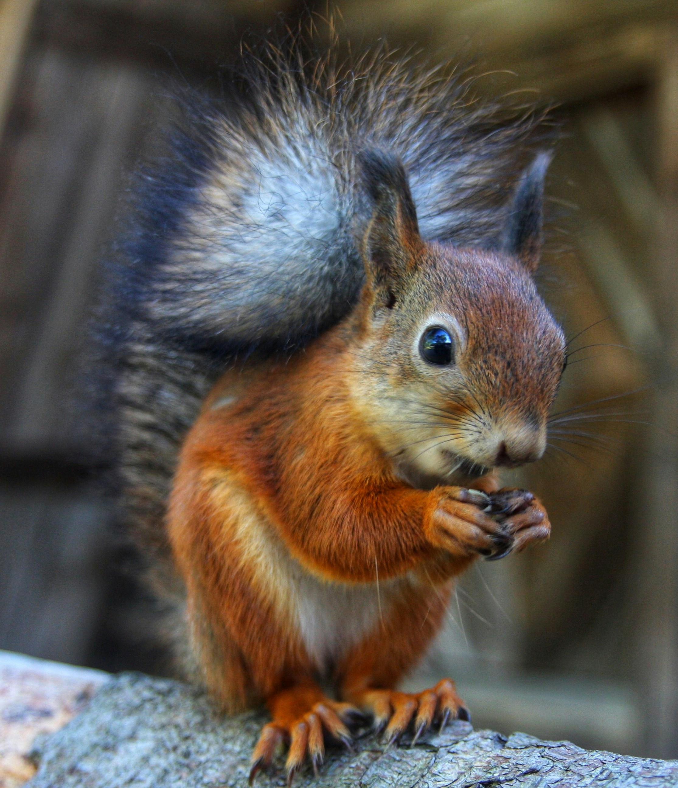 A red squirrel is sitting on a rock photo – Free Squirrel Image on Unsplash, image size:3000x3489